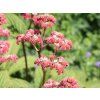 Rodgersie zpeřená 'Elegans' - Rodgersia pinnata 'Elegans'  Rodgersia pinnata 'Elegans'