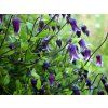 Plamének 'Rooguchi'  Clematis 'Rooguchi'