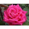 Stromková růže 'Acapella®'  Rosa 'Acapella®'