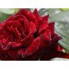 Stromková růže 'Barkarole'  Rosa 'Barkarole'