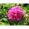 Stromková růže 'Melina Starlet Rose®'  Rosa 'Melina Starlet Rose®'