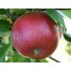 Jabloň 'Summerred'  Malus domestica 'Summerred'