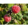 Rubus Polesie (1)