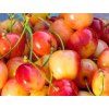Třešeň 'Generalskaja'  Prunus avium 'Generalskaja'