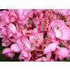 Hortenzie velkolistá 'Salsa'  Hydrangea macrophylla 'Salsa'