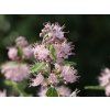 Ořechokřídlec klandonský 'Pink Perfection'  Caryopteris x clandonensis 'Pink Perfection'