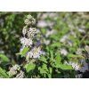 Caryopteris Pink Perfect (2)