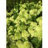 Hortenzie latnat� �Mojito� (Balen� kontejner C5, Tvar v��ka 40-60)