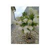 93068 2 93068 2 hortenzie latnata little spooky