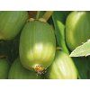 Kiwi 'Hokey Pokey'  Actinidia arguta 'Hokey Pokey'