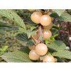 Višeň plstnatá 'Snövit'- kontejner  Prunus tomentosa 'Snövit'