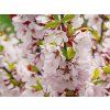 Višeň plstnatá 'Snövit'- kontejner  Prunus tomentosa 'Snövit'