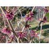 Vilín jarní 'Amethyst'  Hamamelis vernalis 'Amethyst'