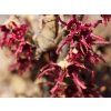 Vilín jarní 'Amethyst'  Hamamelis vernalis 'Amethyst'