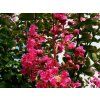 Lagerstroémie 'Rubra Magnifica'  Lagerstroemia indica 'Rubra Magnifica'