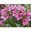 Vajgélie 'Picobella Rosa'  Weigela 'Picobella Rosa'