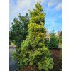 Pinus sylvestris Aurea