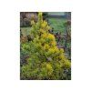 Borovice lesní 'Aurea'  Pinus sylvestris 'Aurea'