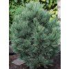 Borovice limba  Pinus cembra