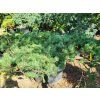 93386 4 borovice lesni hillside creeper