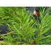 Pinus sylvestris 'Hillside Creeper' (3)