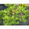 Pinus sylvestris 'Hillside Creeper' (1)