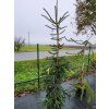 Abies delavayi (1)