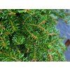 Abies nordmanniana 'Norholstuckl' detail (2)