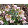 94061 3 cemerice hgc ice n roses picotee helleborus hgc ice n roses roses picotee