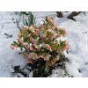 94061 6 cemerice hgc ice n roses picotee helleborus hgc ice n roses roses picotee