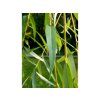 Vrba náhrobní 'Chrysocoma'  Salix x sepulcralis 'Chrysocoma'