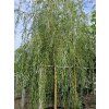 Vrba náhrobní 'Chrysocoma'  Salix x sepulcralis 'Chrysocoma'