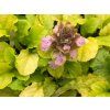 Zběhovec plazivý 'Gold Chang' - Ajuga reptans 'Gold Chang'  Ajuga reptans 'Gold Chang'