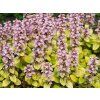 Zběhovec plazivý 'Gold Chang' - Ajuga reptans 'Gold Chang'  Ajuga reptans 'Gold Chang'