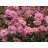 japan herbst anemone pamina m001565 w 5