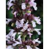 Šanta velkokvětá 'Dawn to Dusk' - Nepeta grandiflora 'Dawn to Dusk'  Nepeta grandiflora 'Dawn to Dusk'