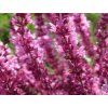 94271 1 salvej hajni sensation compact bright rose salvia nemorosa sensation compact bright rose