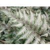 Papratka nipponicum 'Metallicum' - Athyrium nipponicum 'Metallicum'  Athyrium nipponicum 'Metallicum'