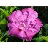 Ibišek syrský 'Purple Ruffles'  Hibiscus syriacus 'Purple Ruffles'