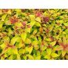 Tavolník japonský 'Goldflame'  Spiraea bumalda 'Goldflame'
