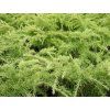 Cedr himalájský 'Lime Glow'  Cedrus deodora 'Lime Glow'