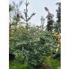 Abies pinsapo 'Kelleriis' (3)