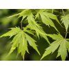 Javor dlanitolistý 'Going Green'  Acer palmatum 'Going Green'