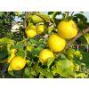 Asijská hrušeň 'Tama'  Pyrus pyrifolia 'Tama'