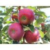 Jabloň 'Rubelit'  Malus domestica 'Rubelit'