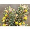 Abies koreana 'Blauer Pfiff' 2