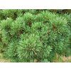 Pinus sylvestris 'Wittichenau' (1)