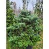 Abies veitchii 'Kramer' (5)
