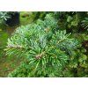 Abies veitchii 'Kramer' (2)