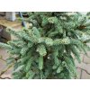 Picea likiangensis var. balfouriana (2)